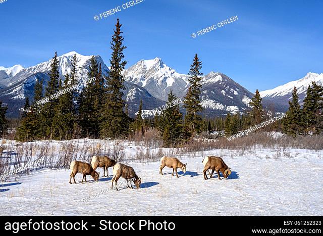 Bighorn sheep (Ovis canadensis) in the frozen winter landscape with the Whitecap Mountain in the background in Jasper National Park, Alberta, Canada