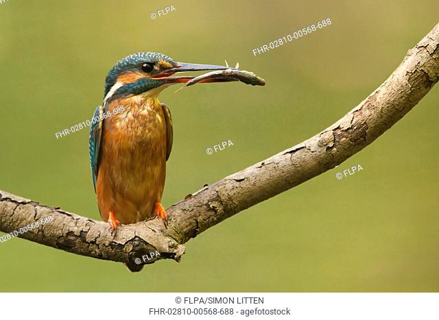 Common Kingfisher Alcedo atthis adult, with fish in beak, perched on branch overhanging river, The Broads N P , Norfolk, England, may