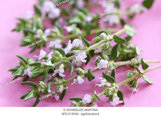 Flowering thyme sprigs