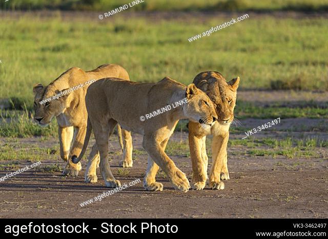 African lion, Panthera Leo, three lioness, Masai Mara National Reserve, Kenya, Africa