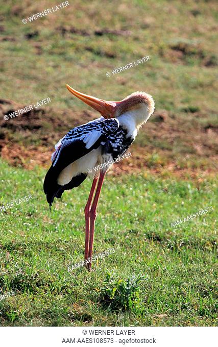 Painted Stork ( Mycteria leucocephala) in the Yala-National Park of Sri Lanka