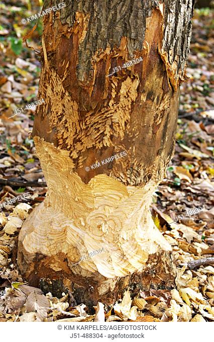 Illinois. Wright Woods Forest Preserve Beaver tooth marks evident on trunk of tree, bark removed, evidence of chewing