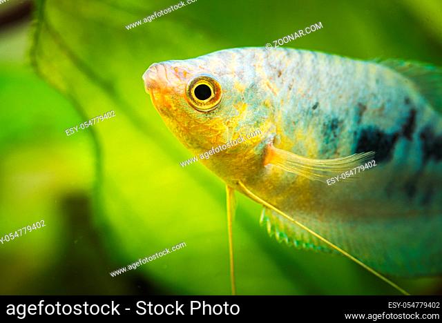 Opaline Gourami Trichopodus trichopterus tropical aquarium fish in fish tank