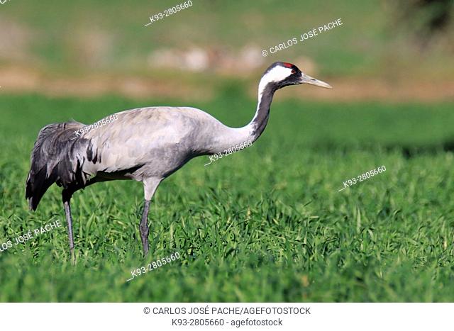 Common cranes searching for acorns in a Dehesa. Extremadura, Spain
