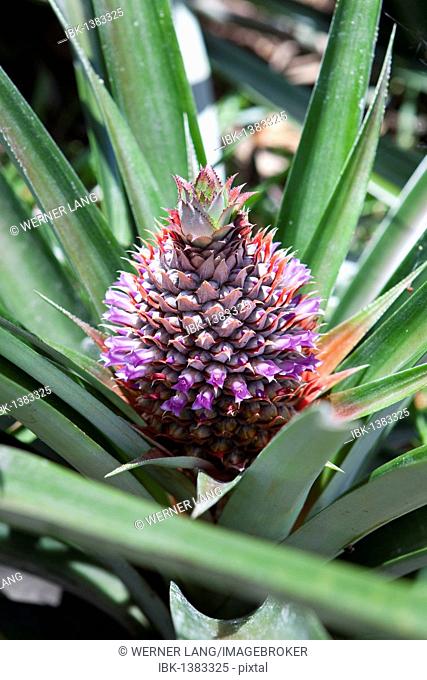Wild pineapple (Ananas comosus), Seychelles, Africa, Indian Ocean