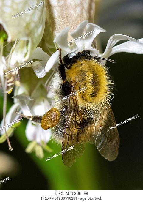 Common carder bee (Bombus pascuorum) sitting on bladder campion blossom (Silene vulgaris) / Ackerhummel (Bombus pascuorum) sitzt auf Taubenkropf-Leimkraut-Blüte...
