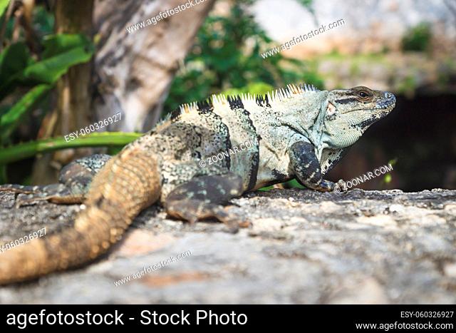Turquoise iguana lizard with focus on head and spikes in jungle environment with tropical leaves, Yucatan, Mexico