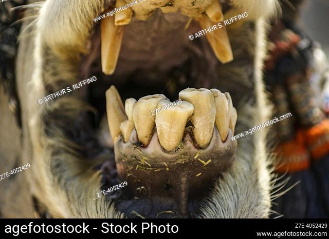 Telephoto of the teeth of a camel at the Bedouin camp in Historic Bastkiya (Bastakiya). Bur Dubai, Dubai. United Arab Emirates. Middle East