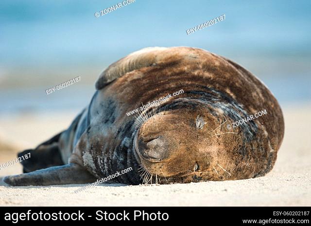 Eine Kegelrobbe liegt am Strand der Helgoländer Düne und schläft