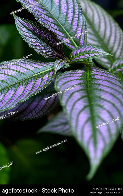 Strobilanthes dyeriana, Purple Shield, plant , botanic, garden, purple
