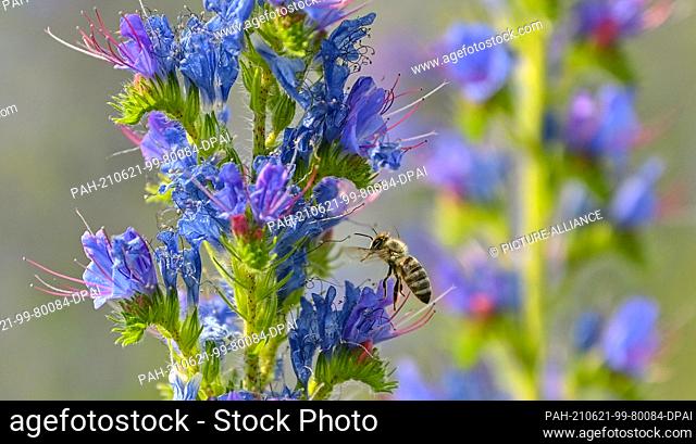 21 June 2021, Brandenburg, Dubrow: A bee is approaching a flowering common viper's bugloss (Echium vulgare). The plant species from the genus Echium is...