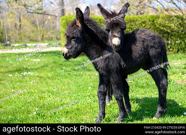 20 April 2021, Saxony-Anhalt, Wernigerode: Two house donkey foals, just a few weeks old, stand in a flowering meadow in the Bürger- und Miniaturenpark