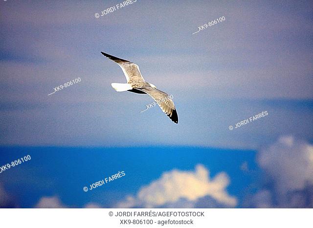 Seabird flying over river Ebro delta. Tarragona province, Catalonia, Spain