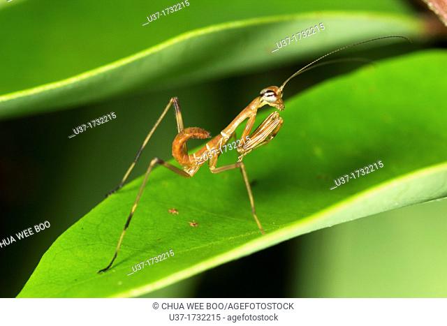 Ant mimic mantis. Image taken at Kampung Skudup, Sarawak, Malaysia