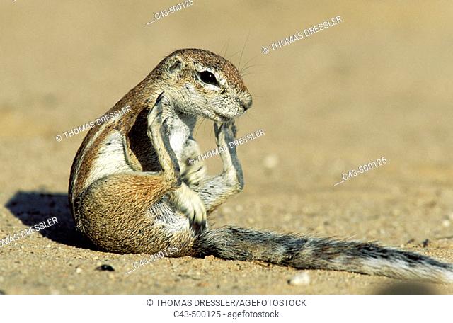 Cape Ground Squirrel (Xerus inauris); grooming female. Kalahari Desert, Kgalagadi Transfrontier Park, South Africa