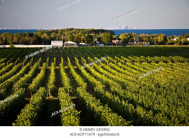 Pinot Noir grapes growing on vineyard in Niagara Peninsula near Grimsby, Ontario, Canada