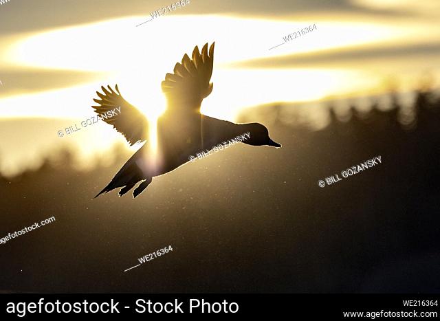 American Wigeon. (Mareca americana) in flight at sunset. Esquimalt Lagoon - Colwood, near Victoria, Vancouver Island, British Columbia, Canada
