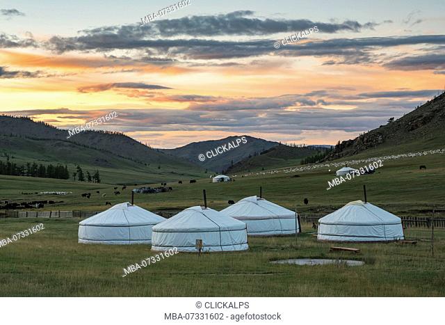 Nomadic gers and livestock in the background at sunset. Burentogtokh district, Hovsgol province, Mongolia