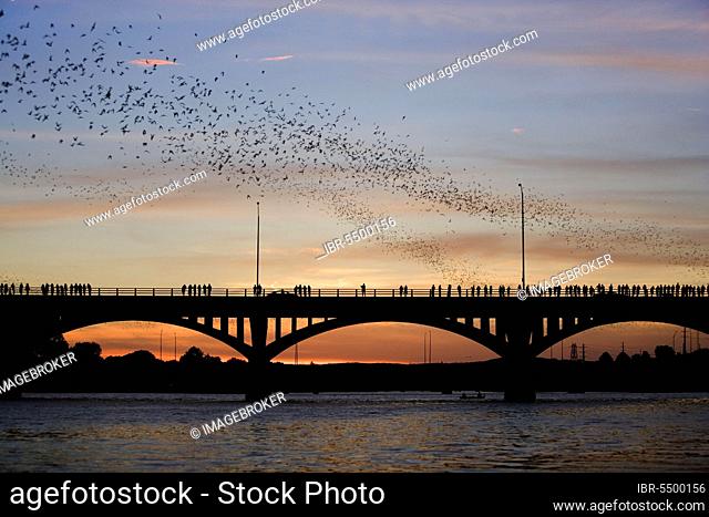 Mexican bulldog bats, Congress Avenue Bridge at dusk, Austin, Texas (Tadarida brasiliensis), guano bat, bulldogg bat, U.S