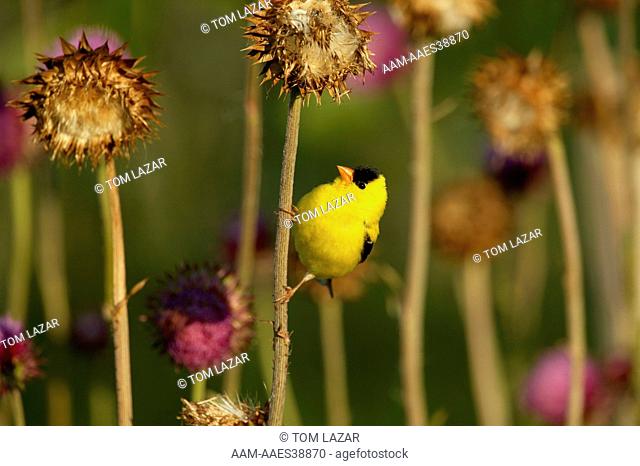 American Goldfinch (Carduelis tristis) Summer - Prairie / Meadow - Adult male in breeding plumage perched upside down on Nodding or Musk Thistle (Carduus...