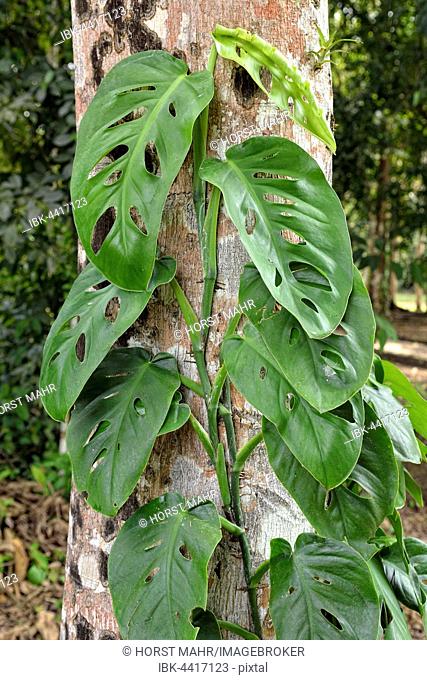 Philodendron (Monstera obliqua), swiss cheese vine, growing on tree trunk in rainforest, ancient Maya city Yaxchilan, Chiapas, Mexico