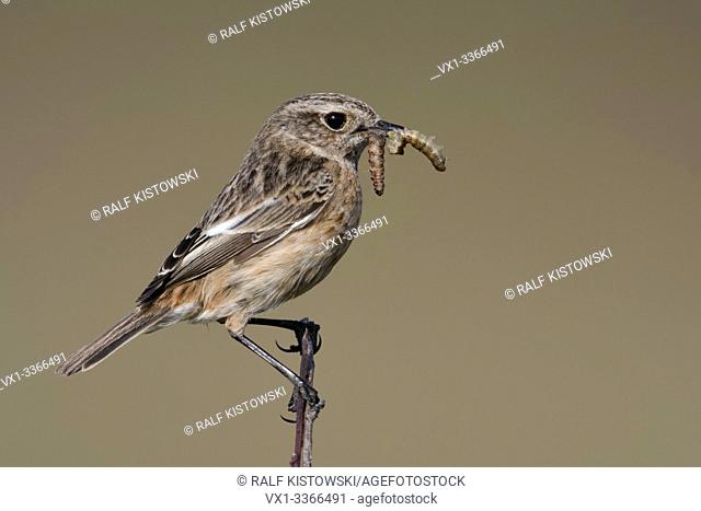 European Stonechat / Schwarzkehlchen ( Saxicola torquata ), female, songbird, perched on top of a branch, with prey in beak to feed offspring, wildlife, Europe