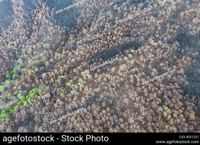 Burned Stone or Umbrella Pines (Pinus pinea) after a forest fire. Aerial view. Drone shot. Sierra Bermeja, Málaga Province, Andalusia, Spain