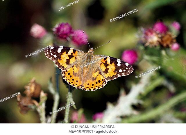 Butterfly, Painted Lady - feeding on thistle flowers (Cynthia cardui)