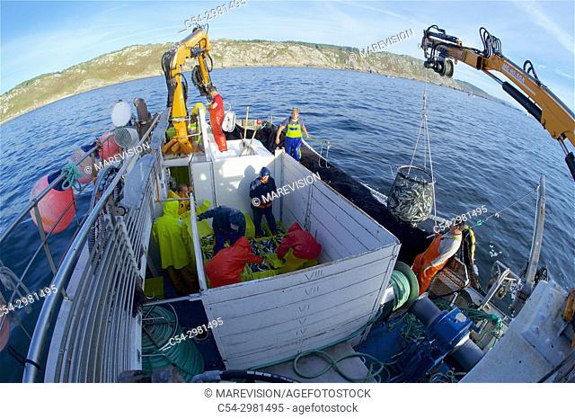 Purse-seine fishing. Sardines (Sardina pilchardus). Horse mackerel (Trachurus trachurus). Mackerel (Scomber scombrus). Eastern Atlantic. Galicia