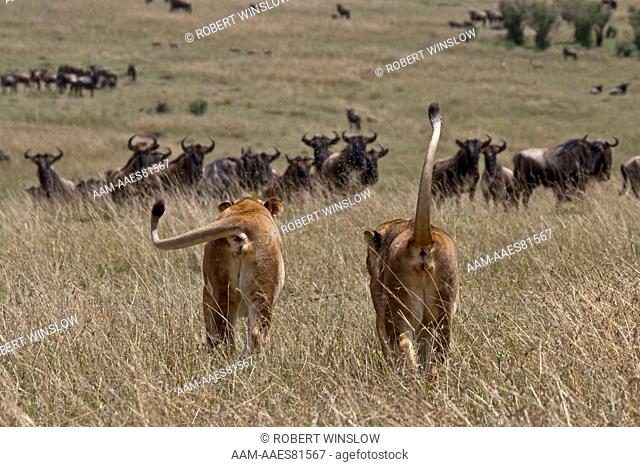 Two Female African Lions (Panthera leo) Hunting Wildebeest, Masai Mara National Reserve, Kenya, Africa