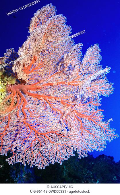 Sea fan filter their food from passing water currents and are often found on deep coral reef walls, Osprey Reef, Coral Sea, Australia