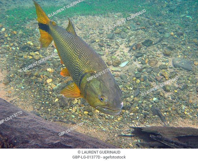 Fish, Dourado, Salminus brasiliensis, Bonito, Mato Grosso do Sul, Brazil