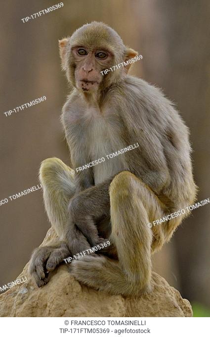 India, rhesus macaque (Macaca mulatta)