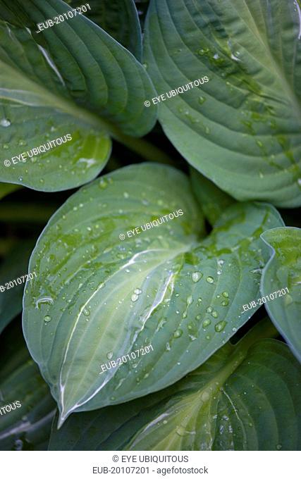 Green foliage with white strip giving the plant its name and water droplets on the leaves
