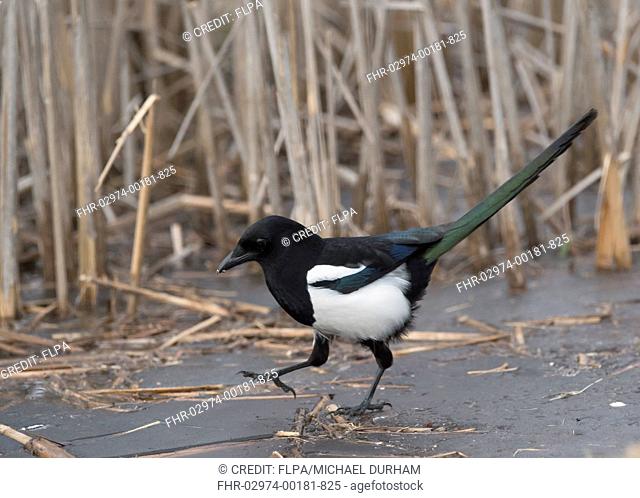 Common Magpie (Pica pica) adult, walking on ice of frozen pond, Hortobagy N.P., Hungary, February