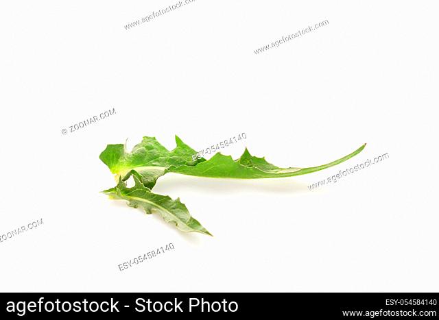 Chicory leaf isolated on the white background. Medicinal herbs concept