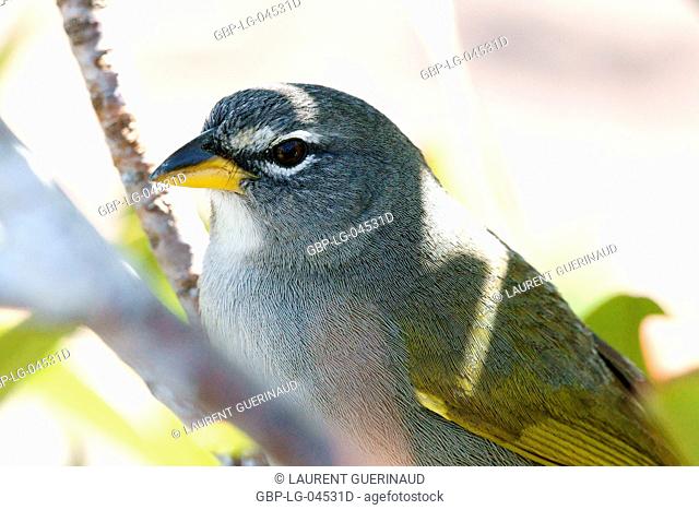 Bird, Tail-soft-give-mountain, Chapada Diamantina, Bahia, Brazil