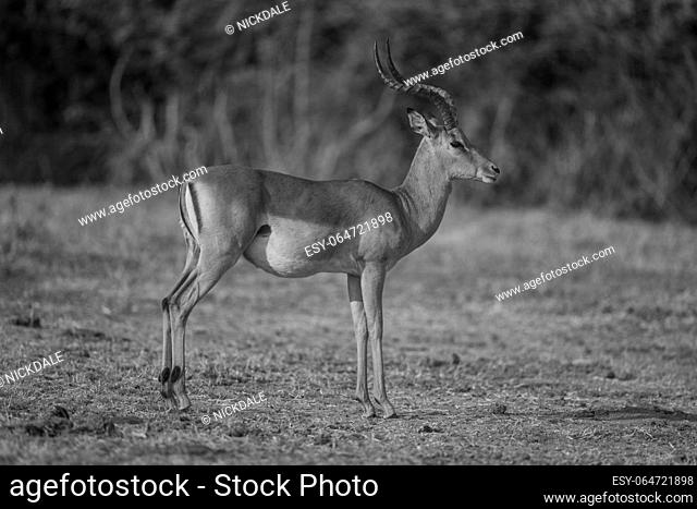 Mono common impala with catchlight stands staring