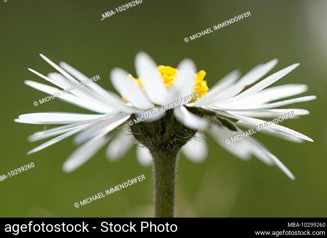 Daisy, Bellis perennis, close-up