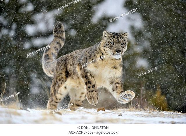 Snow leopard Panthera uncia or Uncia uncia, Bozeman, Montana, USA