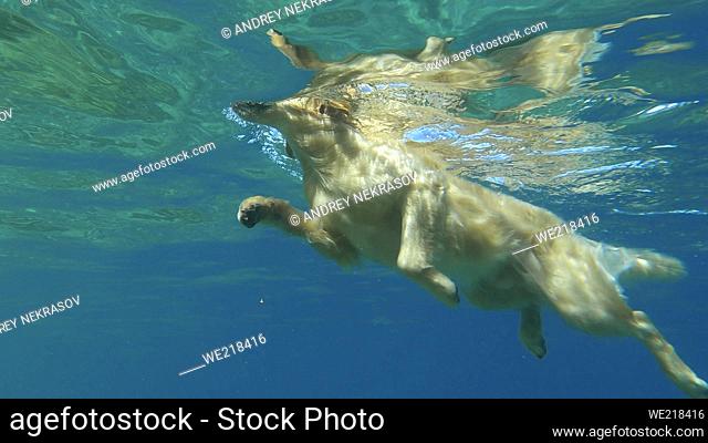 Underwater view golden retriever swim in the sea. The dog swims on the surface of the water. Red sea, Egypt