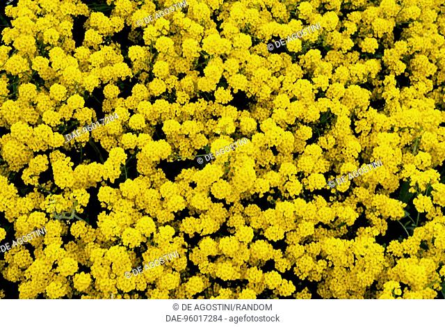 Basket of gold or Goldentuft alyssum (Alyssum saxatile or Aurinia saxatilis), Brassicaceae