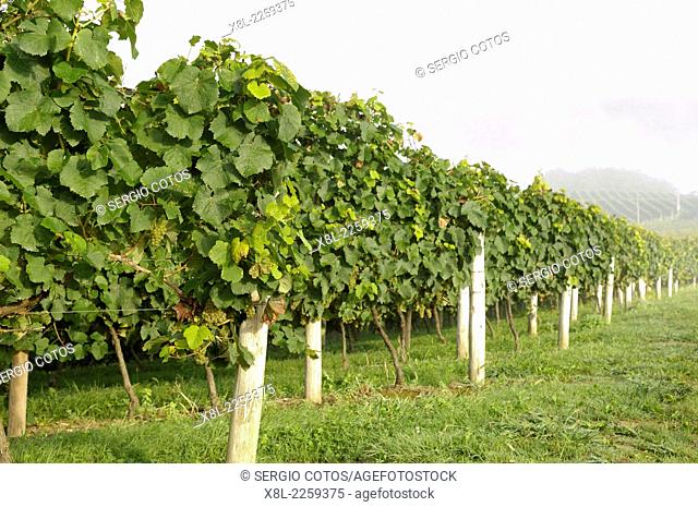 Txakoli vineyards in Guetaria, Basque Country, Guipúzcoa, Spain