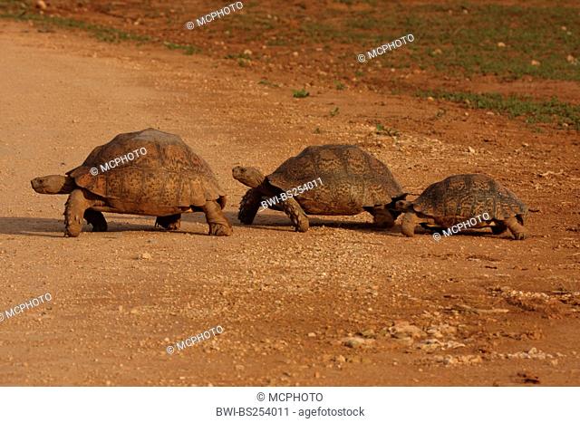 leopard tortoise Geochelone pardalis, familiy, South Africa, Eastern Cape, Addo Elephant National Park