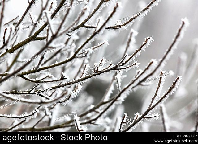 Frozen, icy branches of a tree