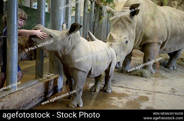 Molly the 4-week-old Molly baby Rhino, who has been named Molly after Cotswold Wildlife Park Head Keeper Mark Godwin's daughter Molly Godwin, 4yrs