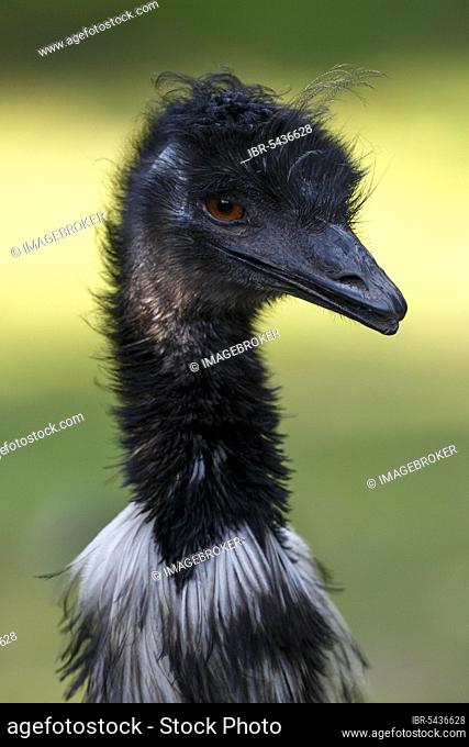 Emu (Dromaius novaehollandiae), in captivity
