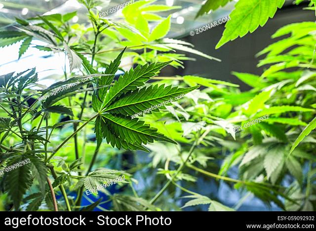 Marijuana is grown under fluorescent lamps for medical purposes