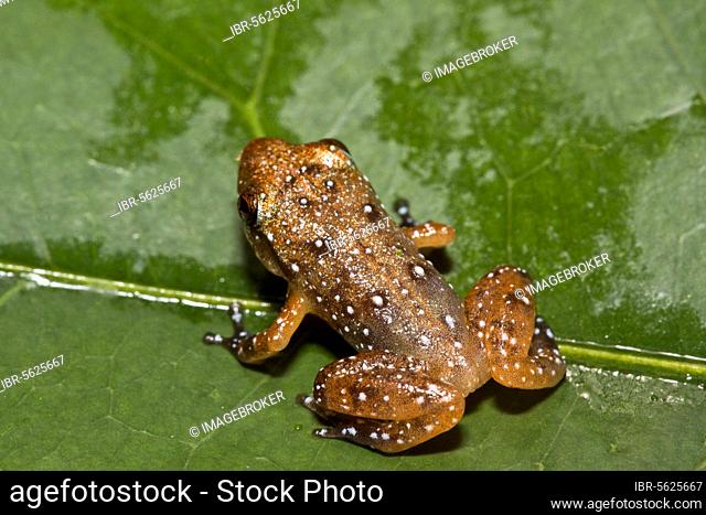Engmaul frog, Engmaul frogs Engmaul frogs, Amphibians, Other animals, Frogs, Animals, arboreal malagasy cophyla (Platypelis) tuberifera, Juvenile, Andasibe