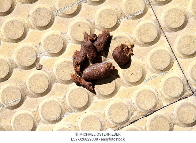 Close up of some Dogs Poo on a street